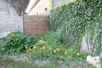 Voilà ici la rubarbe le plus gros pied; je pensais y mettre<br />cornouillier panaché blanc pour habiller le mur, devant ceanothe, et rosier rose du soleil. <br />A coté du cornouillier et derrière la rubarbe un noisetier rouge et a coté un conifère forme cone qui ne monte pas trop haut, devant et à droite de la rubarbe des glaieul, un oranger du maxique, ajuga reptans et genevrier ecailleux, j'ai peur que ça fasse bcp...<br /><br />j'ai aussi des fortysia de planté ici mais les déplacé pour les mettre où?