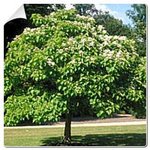Catalpa