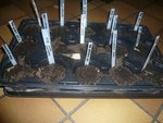 premier semis de tomates 24-02-12.jpg