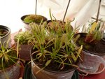 Ma petite drosera qui va mieux chez mon papy car la serre est chauffé