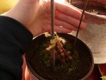 La drosera madagascariensis qui ne va pas terrible.