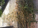 DSC03453.JPG
