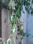 DSC03454.JPG