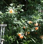 rosier orange.jpg