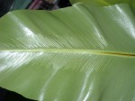 Voici ce que j'observe pour l'instant au dos de certaines feuilles