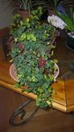 plante inconnue.JPG