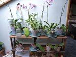 mes orchidées