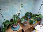 mes orchidées