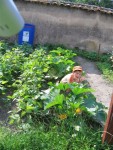 mon fils ,Axel, au beau milieu de 3 plants de courgettes &quot;blanche de virginie&quot; ! qu'il pleuve,froid, vent, ou cagnard! elle se porte à merveille cette variété ! depuis 3 ans je ne fais plus q'elle!