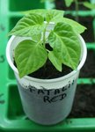 fatalii red