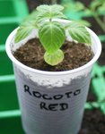 rocoto red