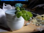 plante11.jpg