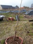 vigne apres la taille.jpg