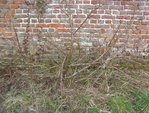pommier 1.jpg