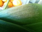 IMG_0090.JPG