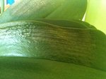 IMG_0089.JPG