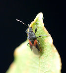 bete3.jpg