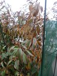 Photinia 1 (face non exposée au vent)
