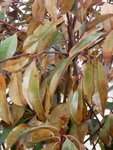 Photinia 2 (face non exposée au vent)