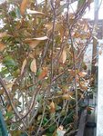 Photinia (face exposée au vent)