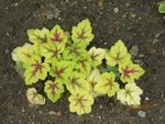 2011-08-29 heucherella ALABAMA SUNRISE x.jpg