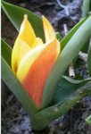 tulipe1.JPG