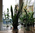 orchidee 5 001.JPG