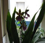 orchidee 5 002.JPG