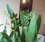 orchidee 5 003.JPG