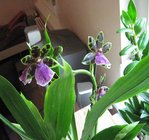 orchidee 5 004.JPG