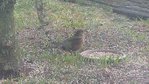 P1040318-1.jpg
