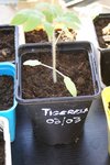 tigerela
