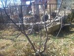 Mon figuier de Provence âge 5 ans env
