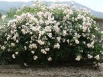 Rosier grimpant remontant: New-Dawn