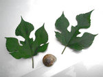 Feuilles mystères.jpg