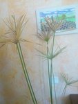 Papyrus ou autre variété ? début Bouture racinée hiver 2011<br />Le 05 mars 2012