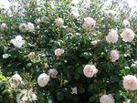 Rosier : New-Dawn