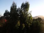 Eucalyptus