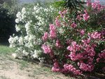 Lauriers roses