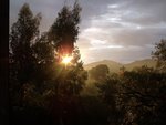 Eucalyptus et coucher de soleil