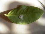parasite_citron.JPG