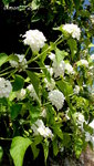 Lantana blanc