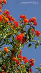 l'orange