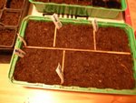 Les 2 autres variétés de tomates, les poivrons et les œillets d'indes