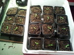 repiquage de tomates