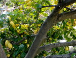 Un de mes citronniers (6) 20ans et moins ppour les autres!