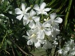 Laurier-rose -blanc