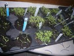 semis de tomate 2012.jpg