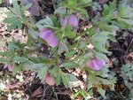 2012-03-09 hellebores fondx.jpg