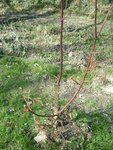 DSC02587.JPG